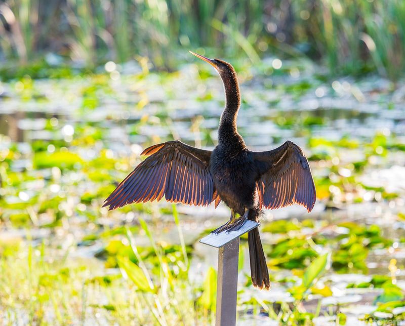 Anhinga