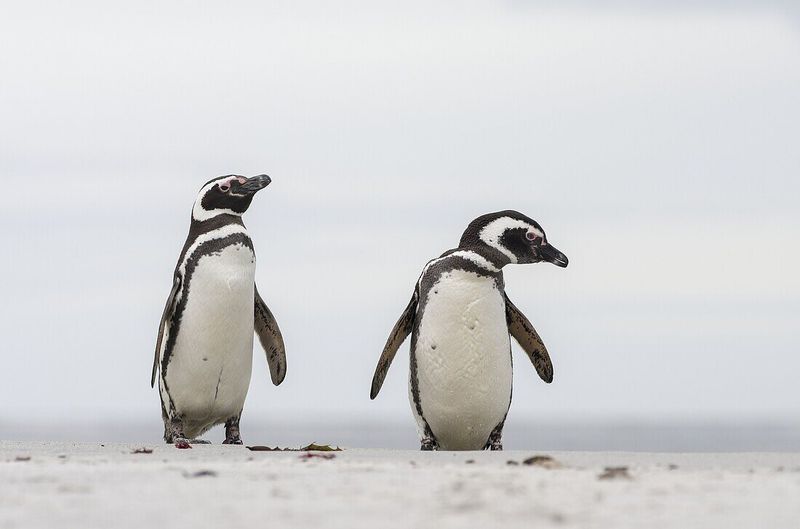 Magellanic Penguin