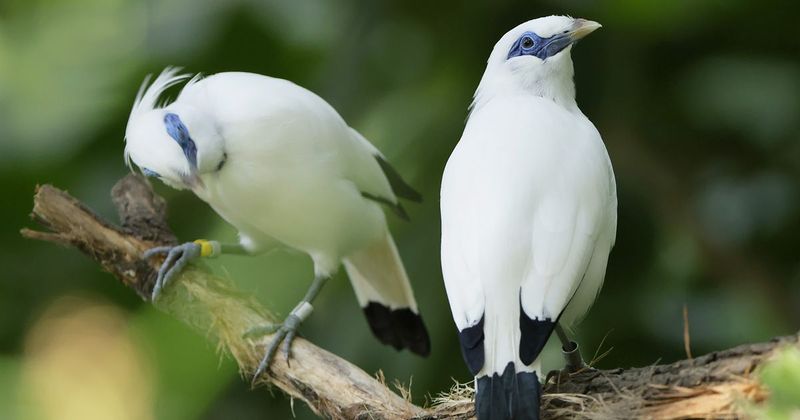 Bali Mynah