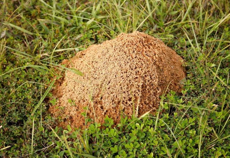 Fire Ant