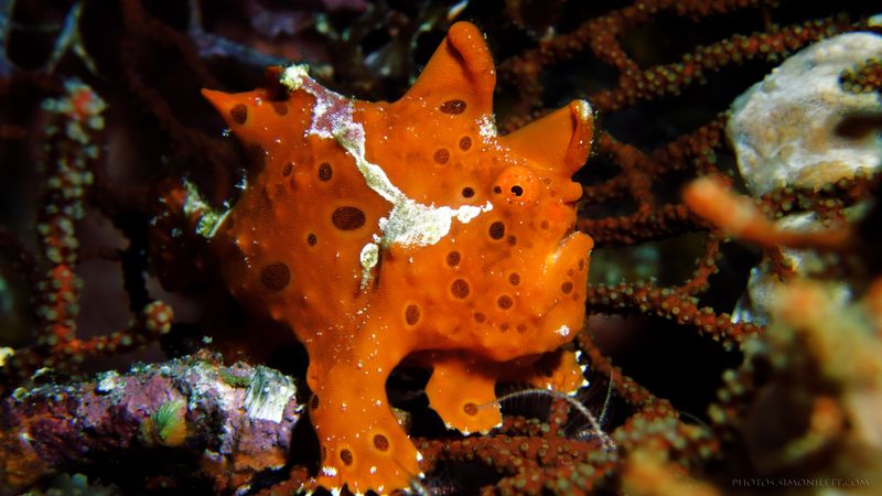 Clown Frogfish
