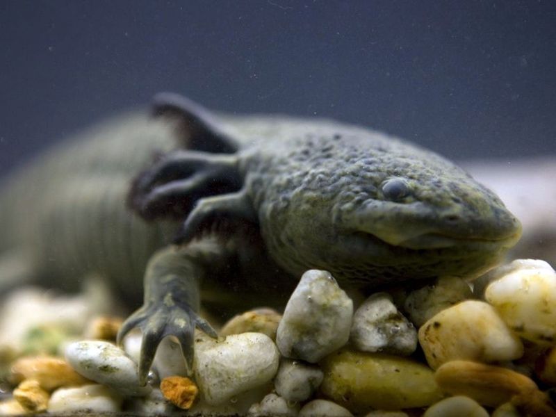 Axolotl