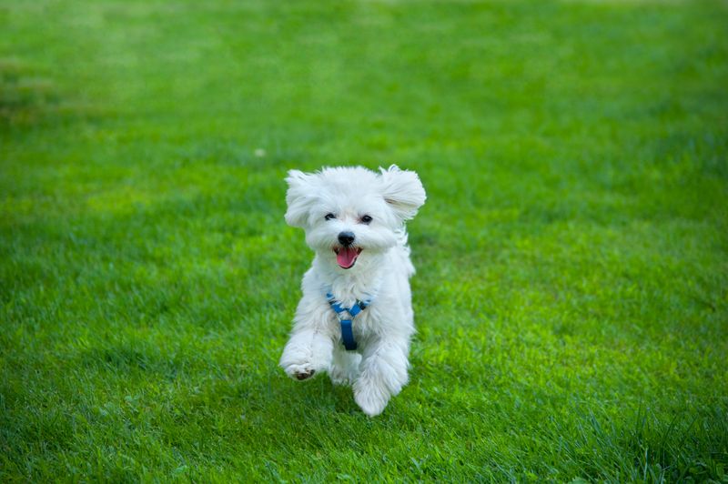 Maltese