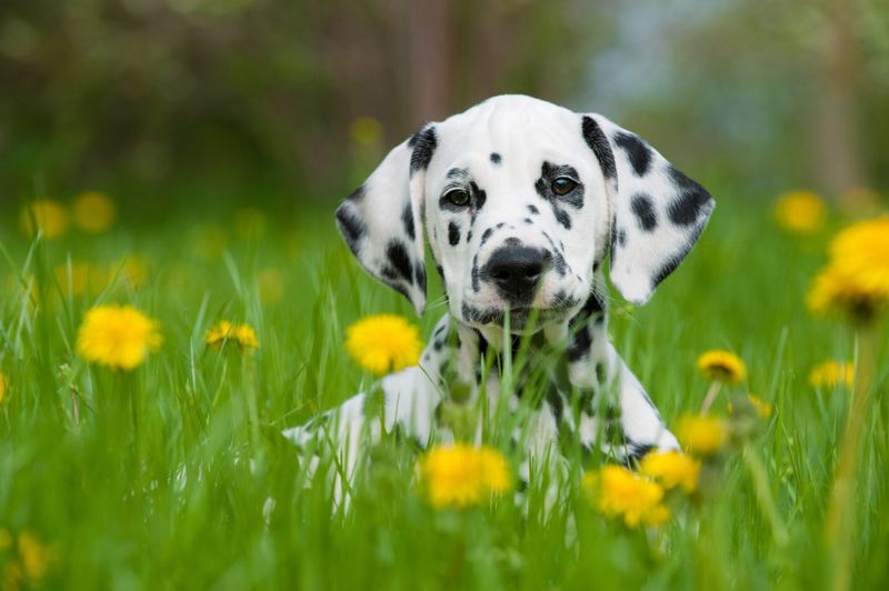 Dalmatian