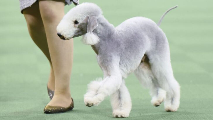You’ve Never Seen a Dog Like This: 10 Wild Facts About the Bedlington Terrier