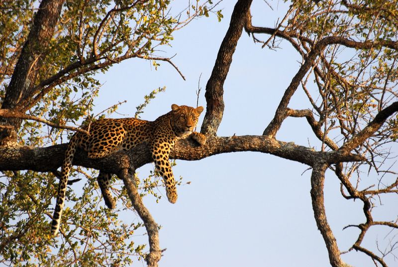 Leopard