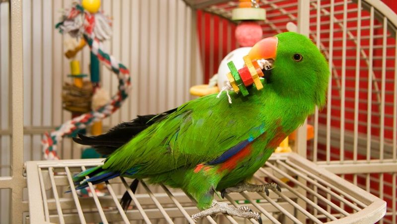 Eclectus Parrot