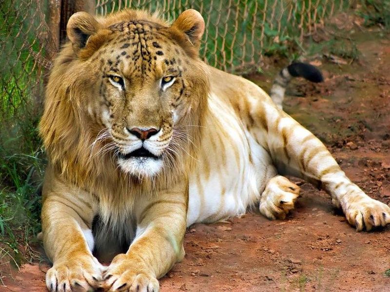 Tigon