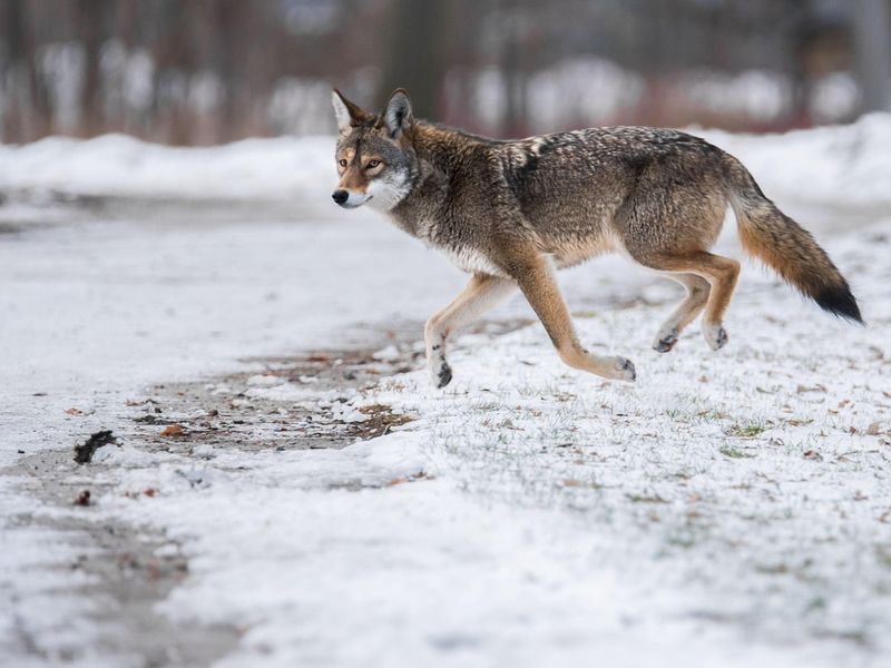 Coywolf