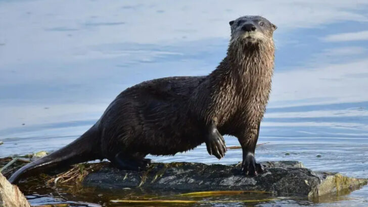 10 Animals You’ll Often Spot Near Mississippi Waterways