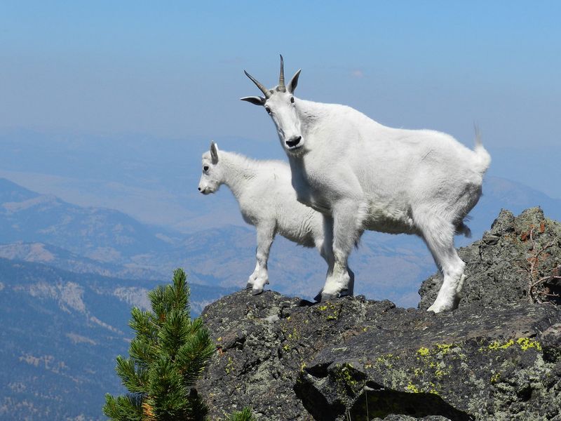 Mountain Goat (Oreamnos americanus)