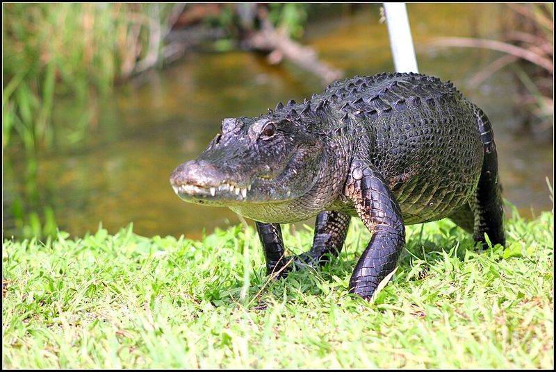 American Alligator
