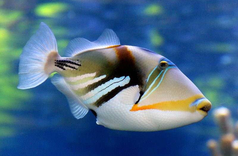 Humuhumunukunukuapua'a (Reef Triggerfish)