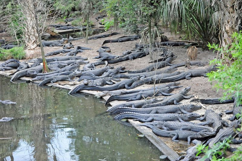 American Alligator