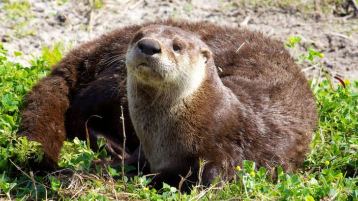 11 Georgia Animals Perfectly Adapted To Swamp Life