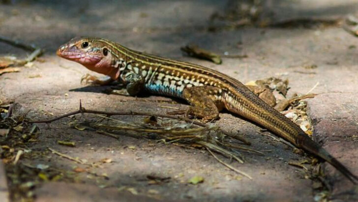11 Long-Tailed Animals That Stand Out Across Texas