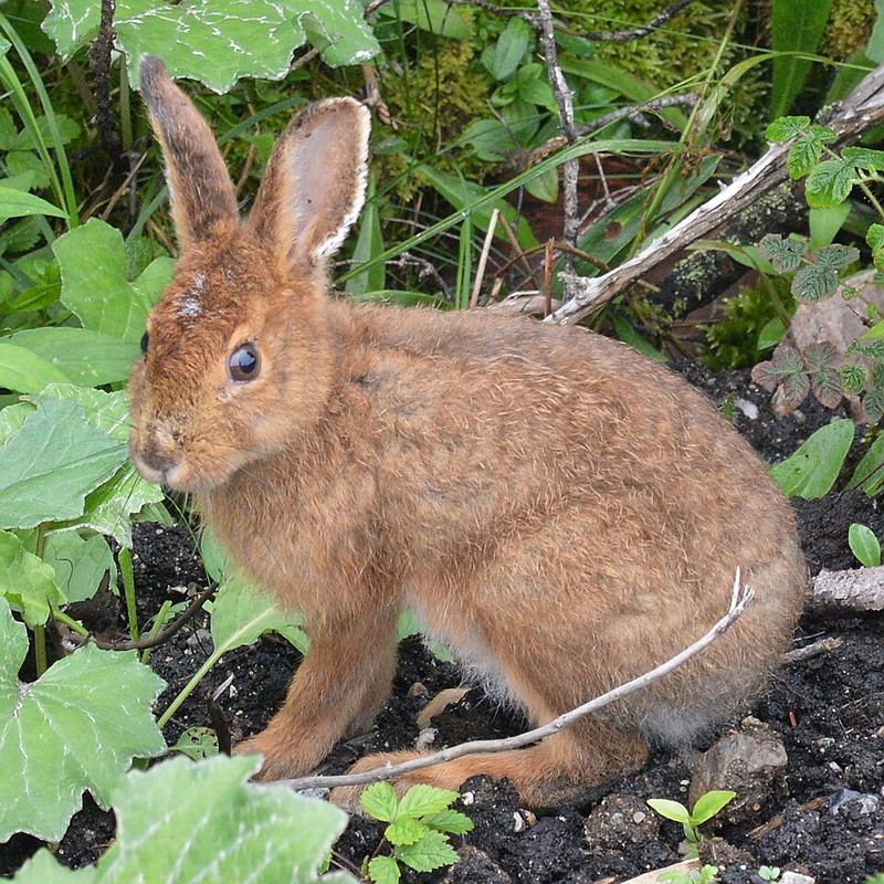 Snowshoe Hare