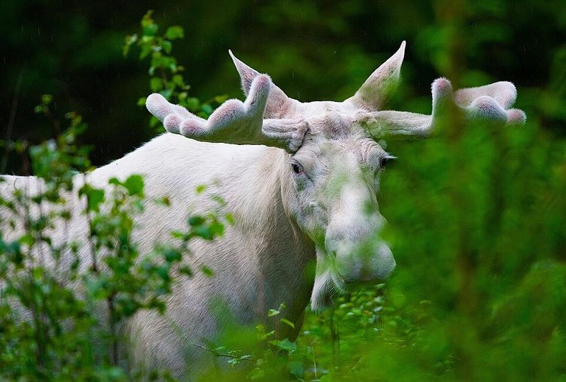 Moose