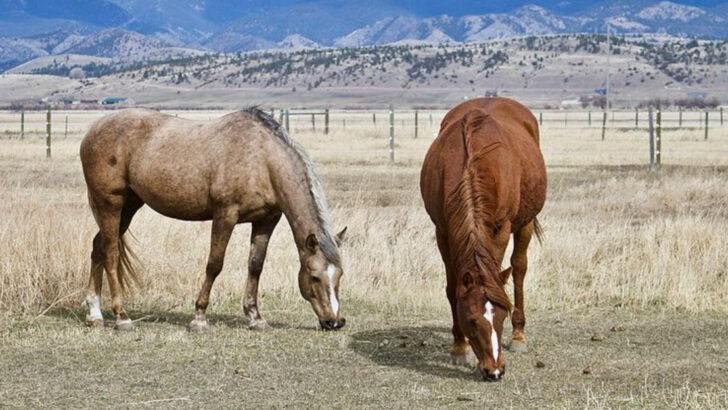 11 Montana Animals You Never Want To Stand Behind