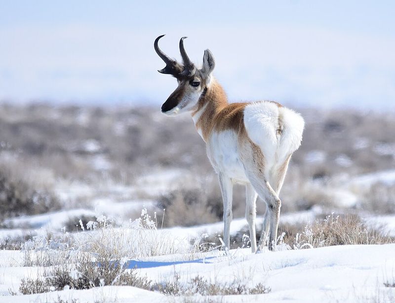 Pronghorn