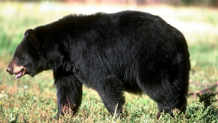 11 Of The Fastest Animals Racing Across Wyoming
