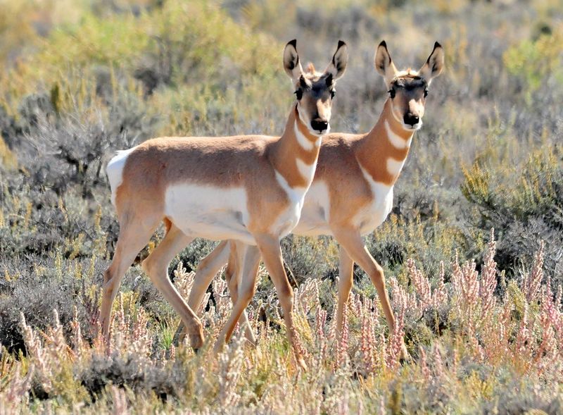 Pronghorn