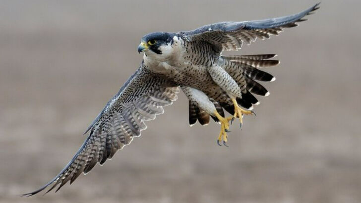 11 Of The Fastest Animals Racing Across Wyoming