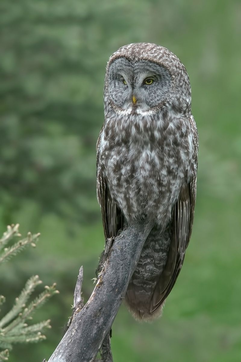 Great Gray Owl