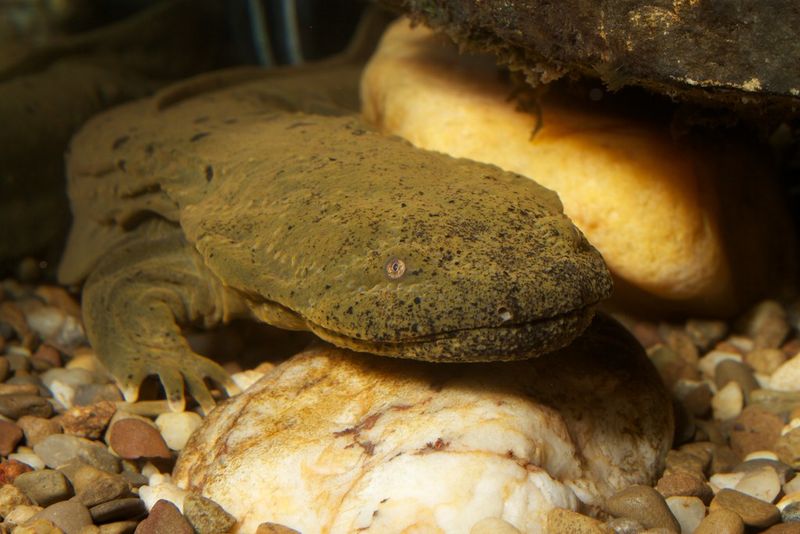 Eastern Hellbender