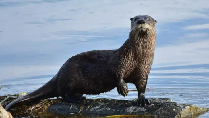 12 Endangered Animals In California That Need Protection Now
