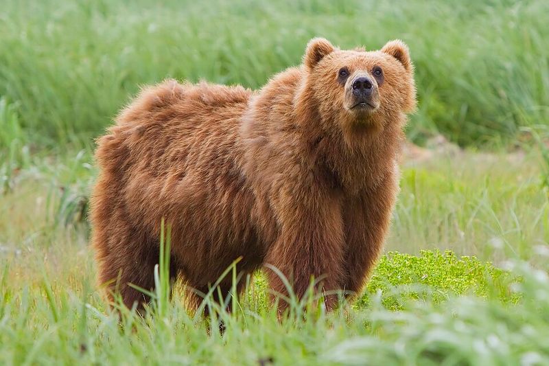 Kodiak Bear