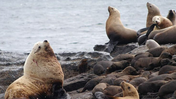 12 Enormous Animals That Thrive In Alaska