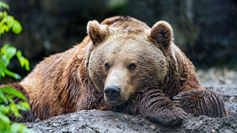 Brown Bear