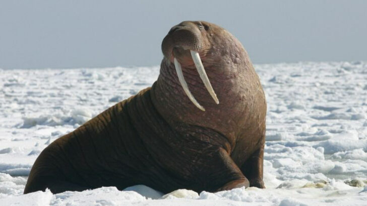 12 Enormous Animals That Thrive In Alaska
