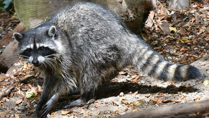 12 Fascinating Nocturnal Animals Active Across Texas