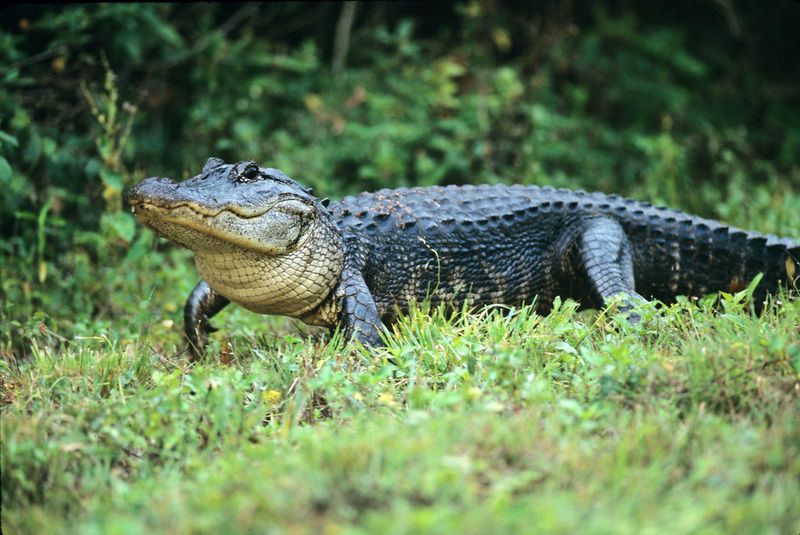 American Alligator