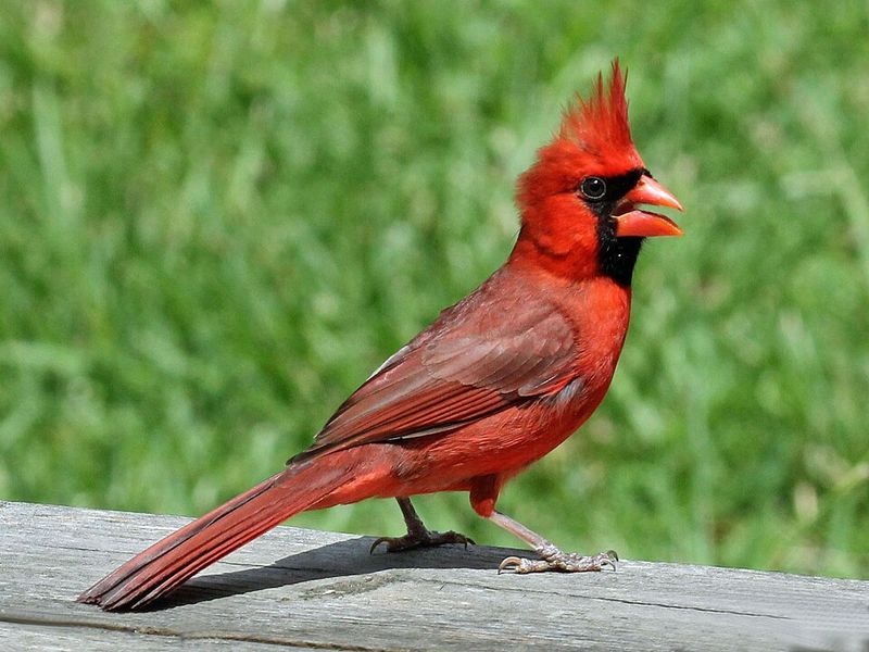 Northern Cardinal