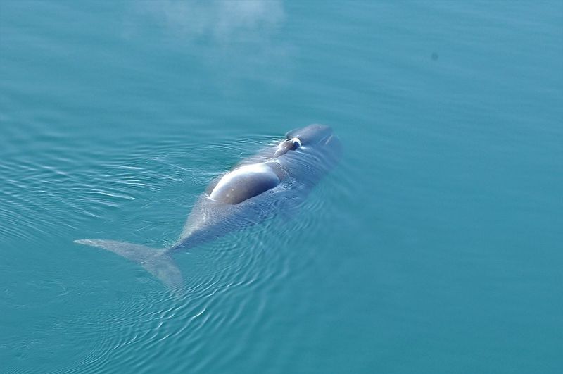 Bowhead Whale
