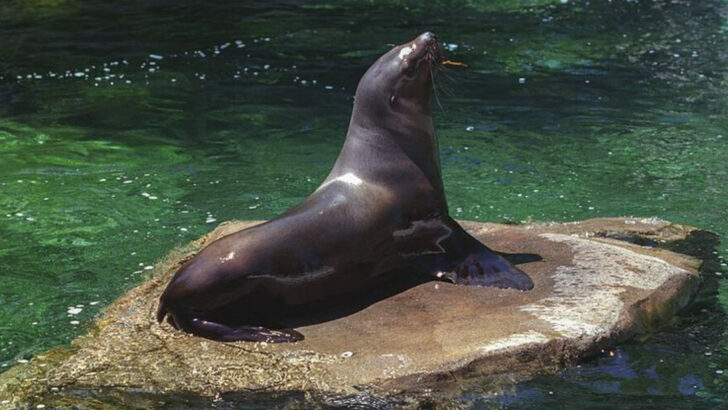 12 Long-Living Animals That Thrive In Alaska’s Harsh Wilderness