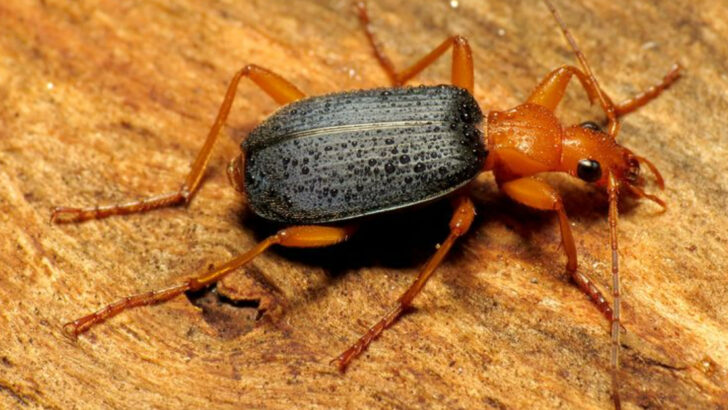 12 Oklahoma Animals With Truly Strange Defense Mechanisms