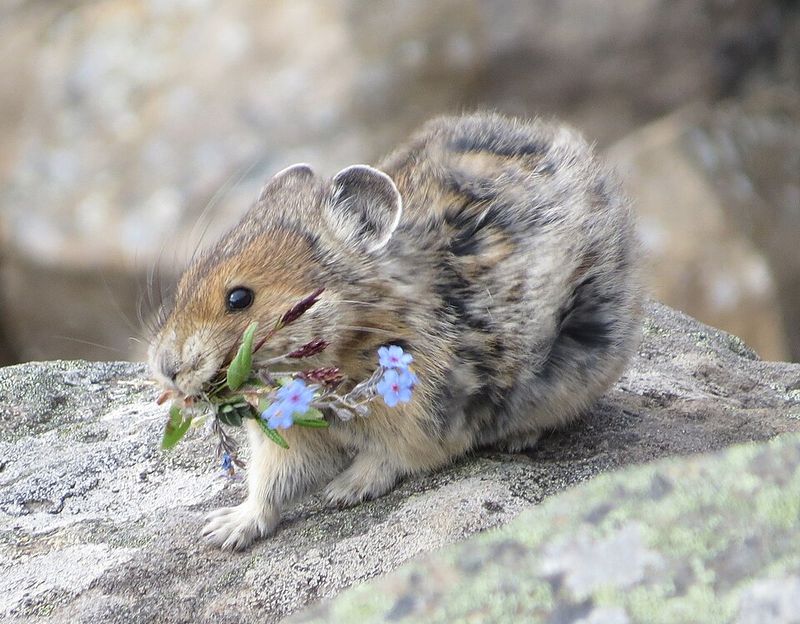 American Pika