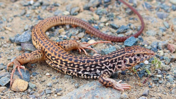 12 Tiny Animals Found Across Nevada That Are Easy To Miss