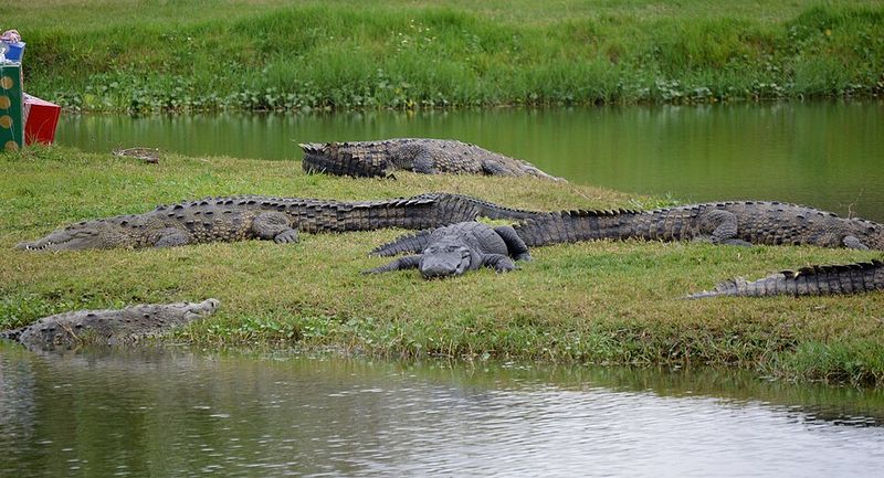 American Alligator