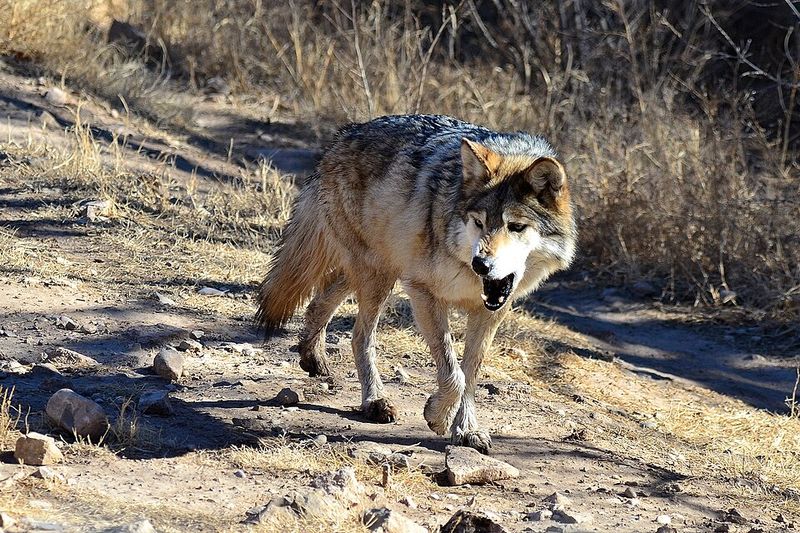 Mexican Gray Wolf