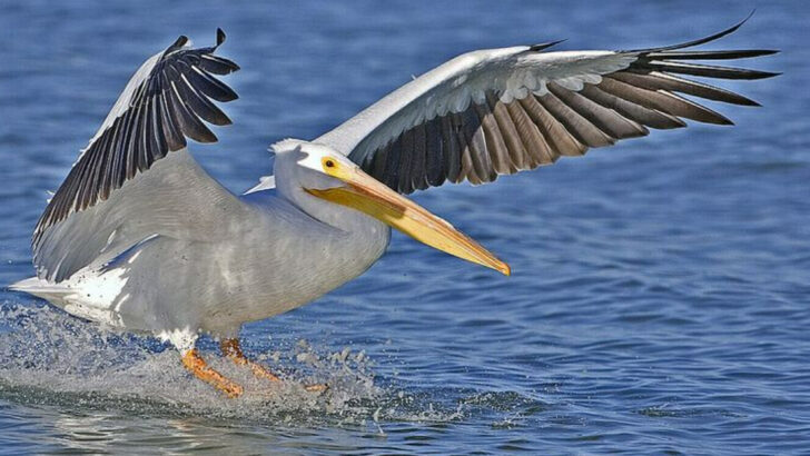 13 Wildlife Species Commonly Seen In Utah State Parks