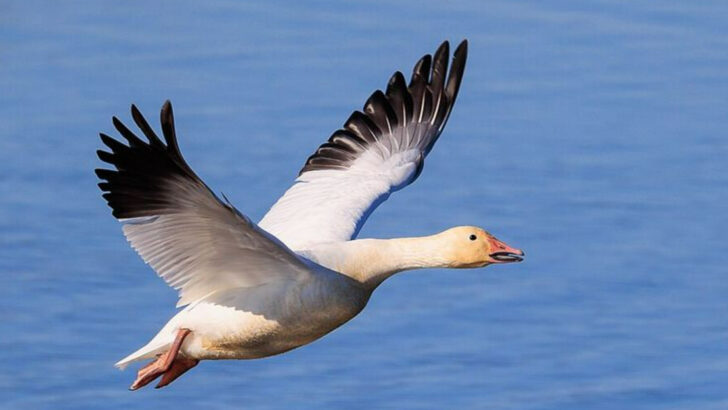 14 Amazing Animals That Migrate Through North Dakota