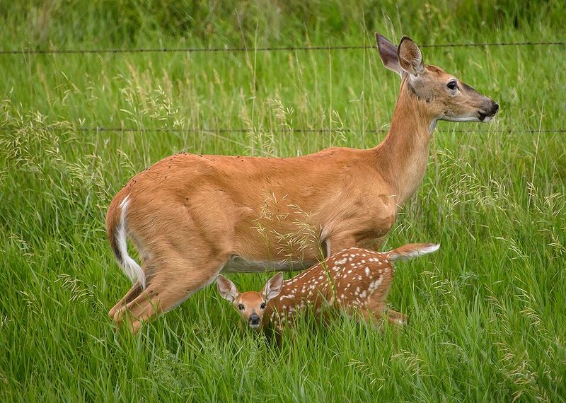 White-Tailed Deer