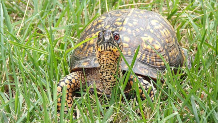 14 Animals You’re Likely To Spot On Virginia Hiking Trails