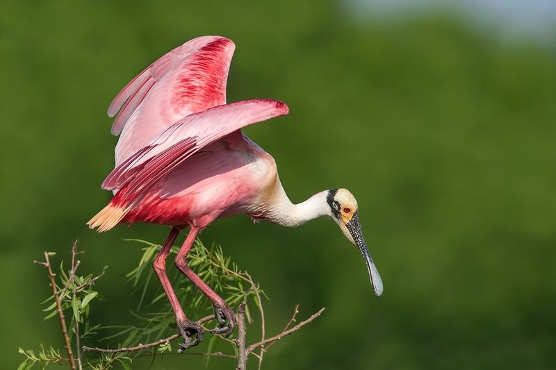 Roseate Spoonbill