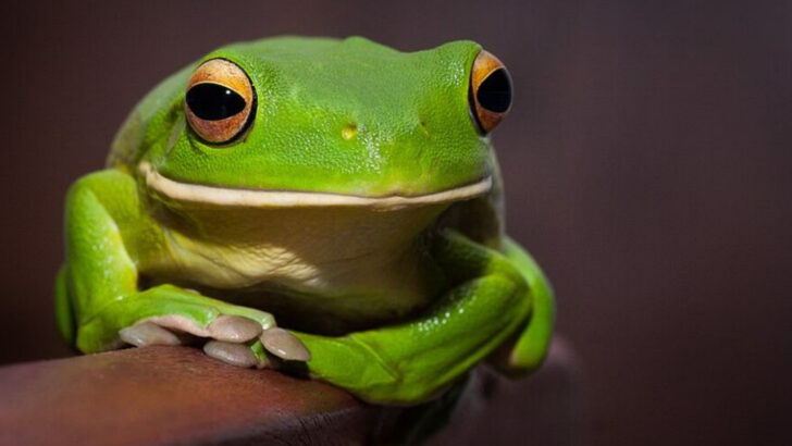 14 Florida’s Brightest And Most Beautiful Animals